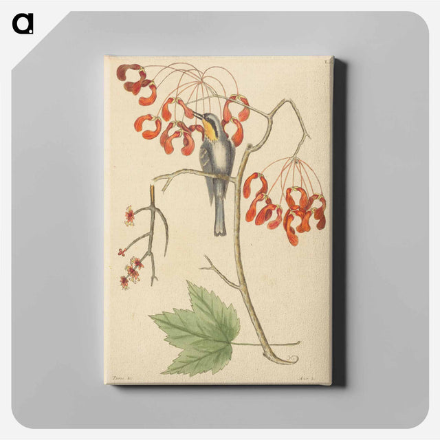 アートパネル-The Yellow Throated Creeper
 - マーク ケイツビー Canvas.