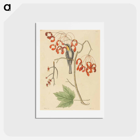 アートポストカード-The Yellow Throated Creeper
 - マーク ケイツビー Postcard.