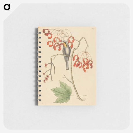 アートメモ帳-The Yellow Throated Creeper
 - マーク ケイツビー Memo.