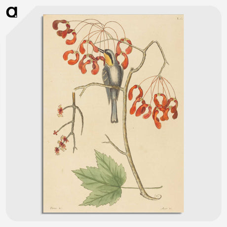 2-11_Mark-Catesby_picture-crop