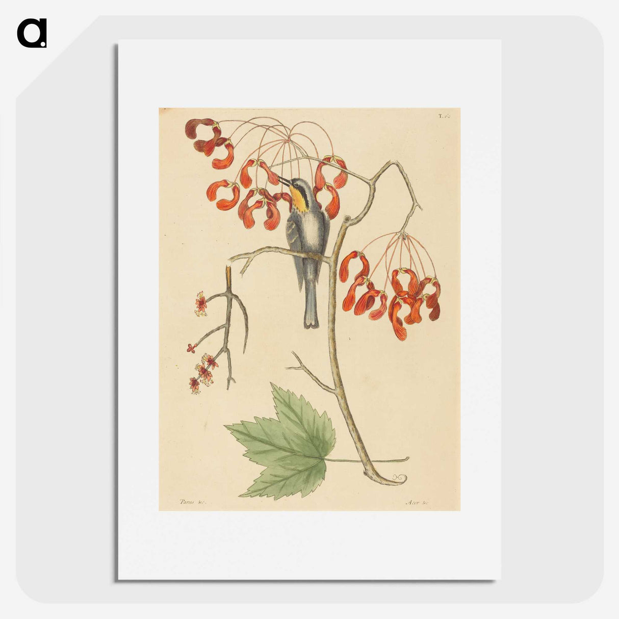 2-11_Mark-Catesby_picture