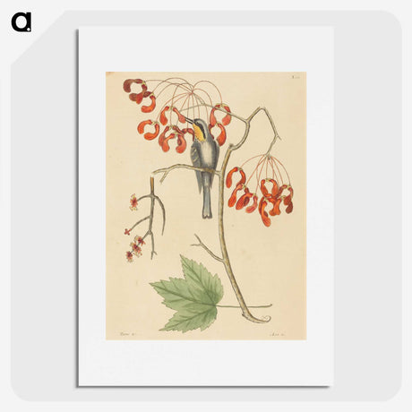 2-11_Mark-Catesby_picture