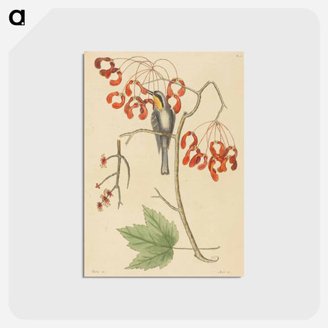 アートポストカード-The Yellow Throated Creeper
 - マーク ケイツビー Postcard.