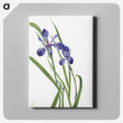 2-11_Mary-Vaux-Walcott_canvas