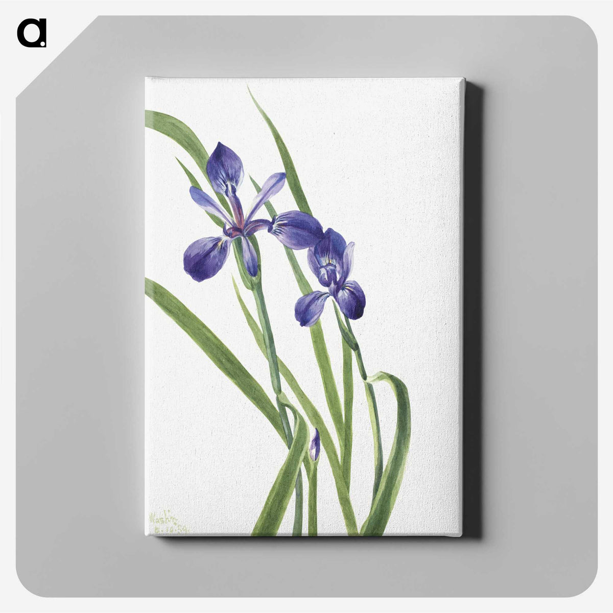 2-11_Mary-Vaux-Walcott_canvas