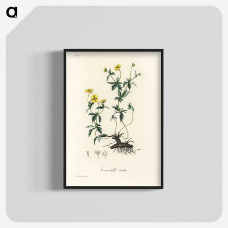 2-11_Medical-Botany_blk-crop