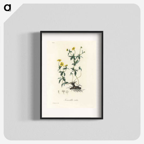 2-11_Medical-Botany_blk