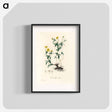 アートポスター-Tormentilla erecta Illustration
 - 薬用植物学 Poster.