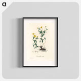 アートポスター-Tormentilla erecta Illustration
 - 薬用植物学 Poster.