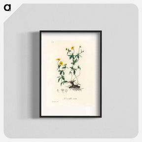 アートポスター-Tormentilla erecta Illustration
 - 薬用植物学 Poster.