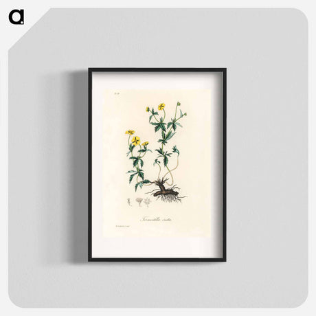 アートポスター-Tormentilla erecta Illustration
 - 薬用植物学 Poster.