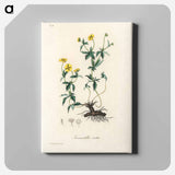 アートパネル-Tormentilla erecta Illustration
 - 薬用植物学 Canvas.