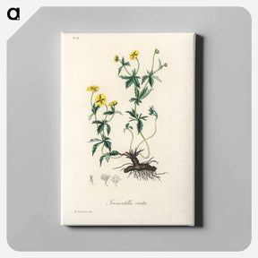 アートパネル-Tormentilla erecta Illustration
 - 薬用植物学 Canvas.