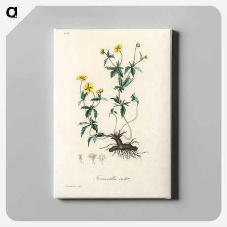 アートパネル-Tormentilla erecta Illustration
 - 薬用植物学 Canvas.