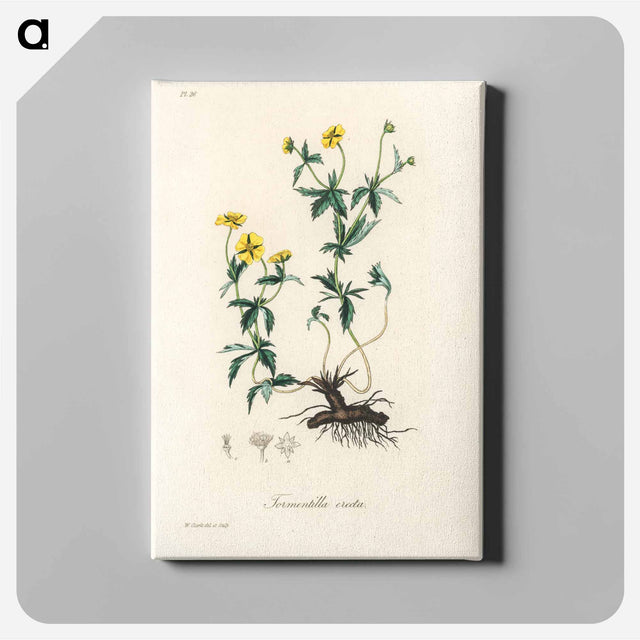 アートパネル-Tormentilla erecta Illustration
 - 薬用植物学 Canvas.