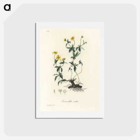 2-11_Medical-Botany_hagaki