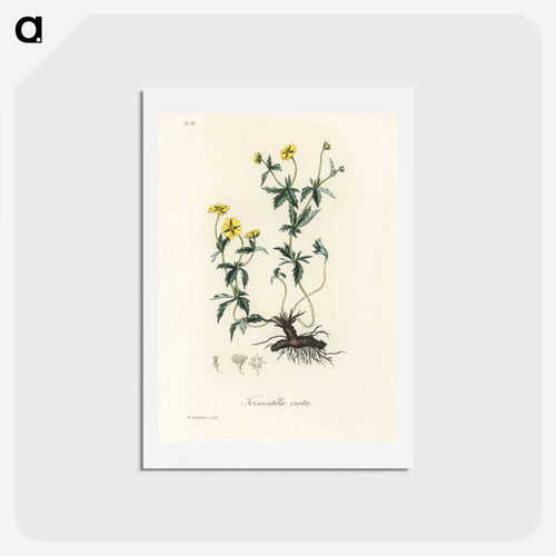 立ちドクダミのイラスト - 薬用植物学 Postcard.