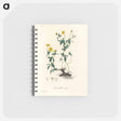 アートメモ帳-Tormentilla erecta Illustration
 - 薬用植物学 Memo.