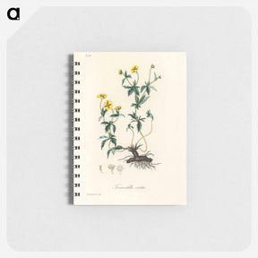 アートメモ帳-Tormentilla erecta Illustration
 - 薬用植物学 Memo.