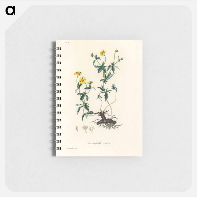 アートメモ帳-Tormentilla erecta Illustration
 - 薬用植物学 Memo.