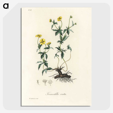 2-11_Medical-Botany_picture-crop
