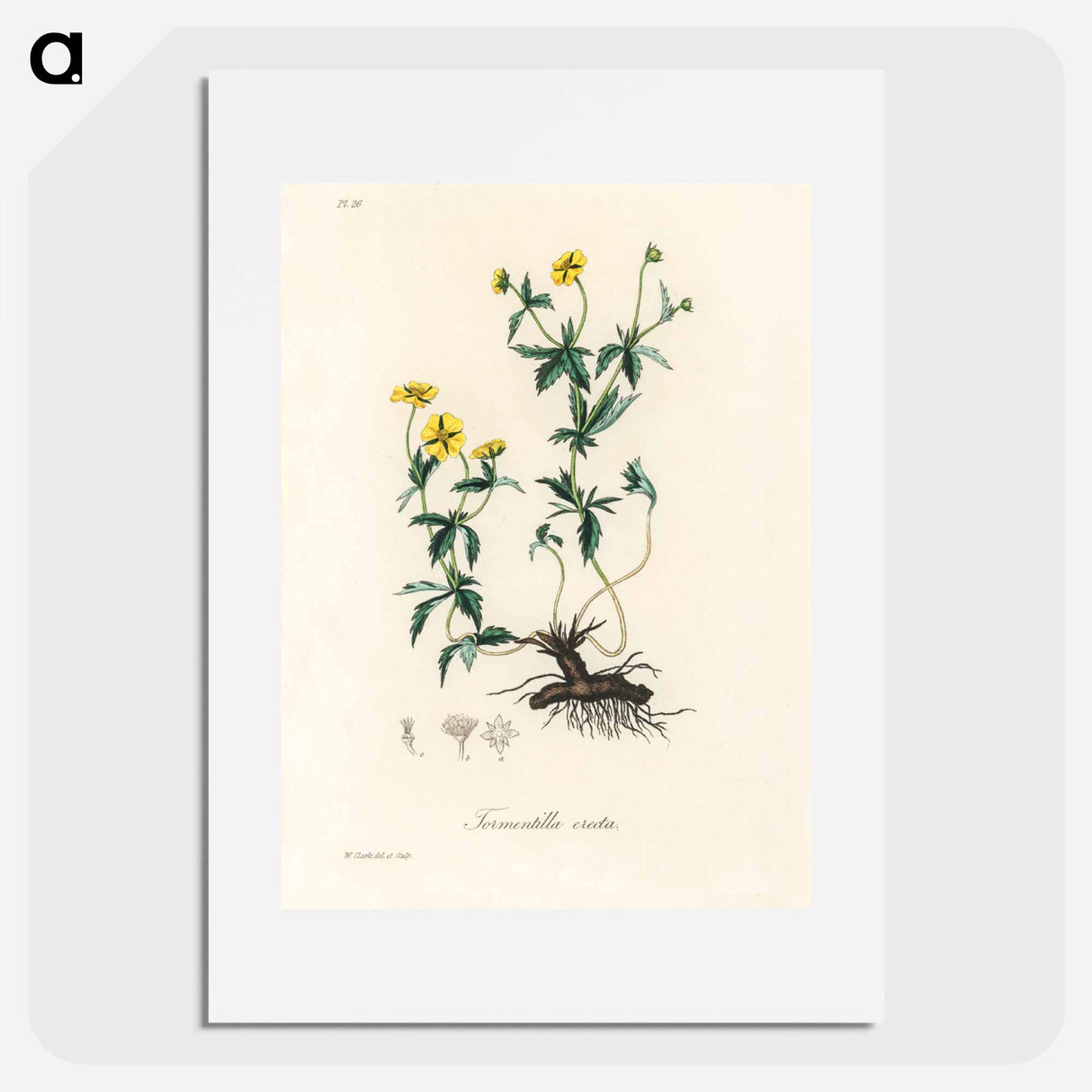 アートポスター-Tormentilla erecta Illustration
 - 薬用植物学 Poster.