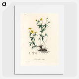 アートポスター-Tormentilla erecta Illustration
 - 薬用植物学 Poster.