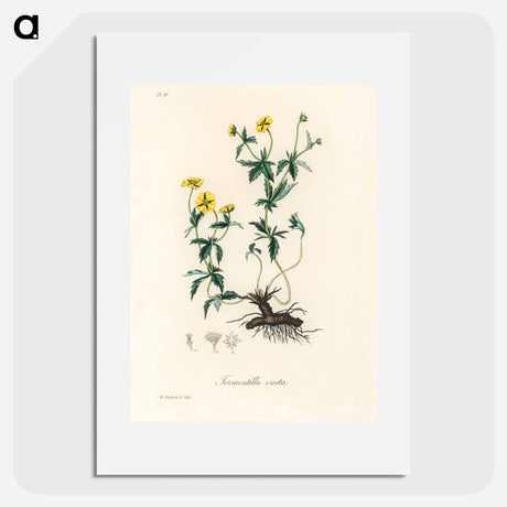 アートポスター-Tormentilla erecta Illustration
 - 薬用植物学 Poster.