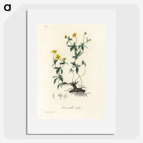 2-11_Medical-Botany_picture
