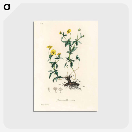 Tormentilla erecta Illustration
 - Medicinal Botany Postcard.