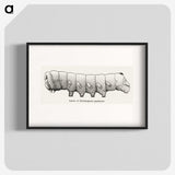 2-11_Moths-and-Butterflies-of-the-United-States_blk