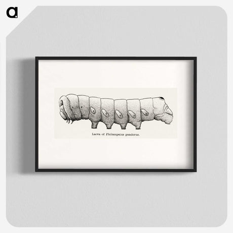 2-11_Moths-and-Butterflies-of-the-United-States_blk