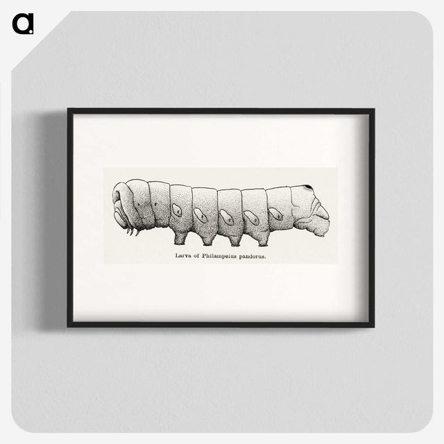 2-11_Moths-and-Butterflies-of-the-United-States_blk
