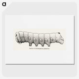 2-11_Moths-and-Butterflies-of-the-United-States_picture