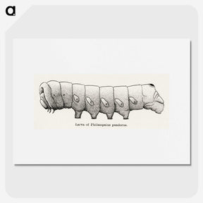 2-11_Moths-and-Butterflies-of-the-United-States_picture