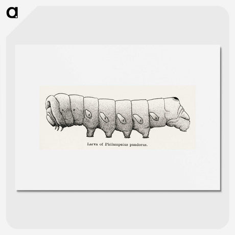 2-11_Moths-and-Butterflies-of-the-United-States_picture
