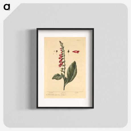 アートポスター-Digitalis
 - 国立医学図書館 Poster.