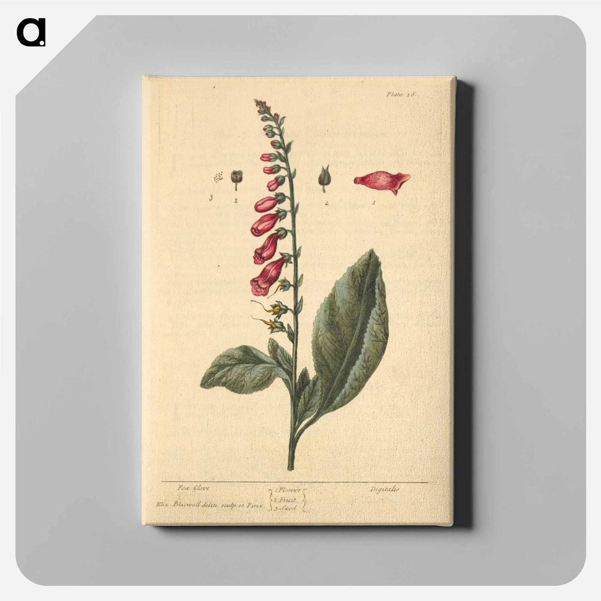 アートパネル-Digitalis
 - 国立医学図書館 Canvas.