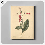 アートパネル-Digitalis
 - 国立医学図書館 Canvas.