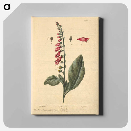 アートパネル-Digitalis
 - 国立医学図書館 Canvas.