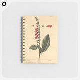 アートメモ帳-Digitalis
 - 国立医学図書館 Memo.