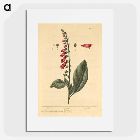 アートポスター-Digitalis
 - 国立医学図書館 Poster.