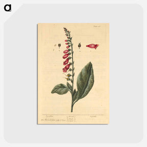 アートポストカード-Digitalis
 - 国立医学図書館 Postcard.