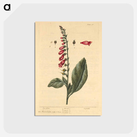 アートポストカード-Digitalis
 - 国立医学図書館 Postcard.