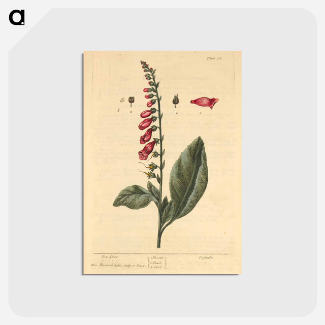 アートポストカード-Digitalis
 - 国立医学図書館 Postcard.