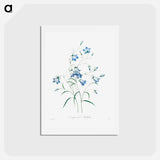 アートポストカード-Campanule - ピエール ジョゼフ ルドゥーテ Postcard.