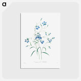 アートポストカード-Campanule - ピエール ジョゼフ ルドゥーテ Postcard.
