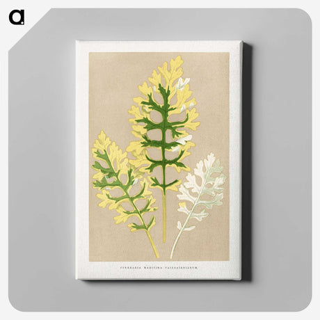 2-11_Plants-with-Colored-Foliage_canvas
