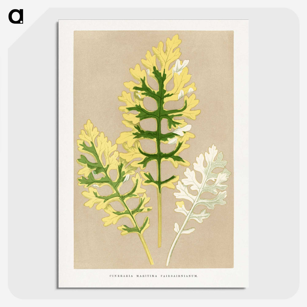 2-11_Plants-with-Colored-Foliage_picture-crop