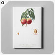 2-11_Pomona-Italiana_canvas
